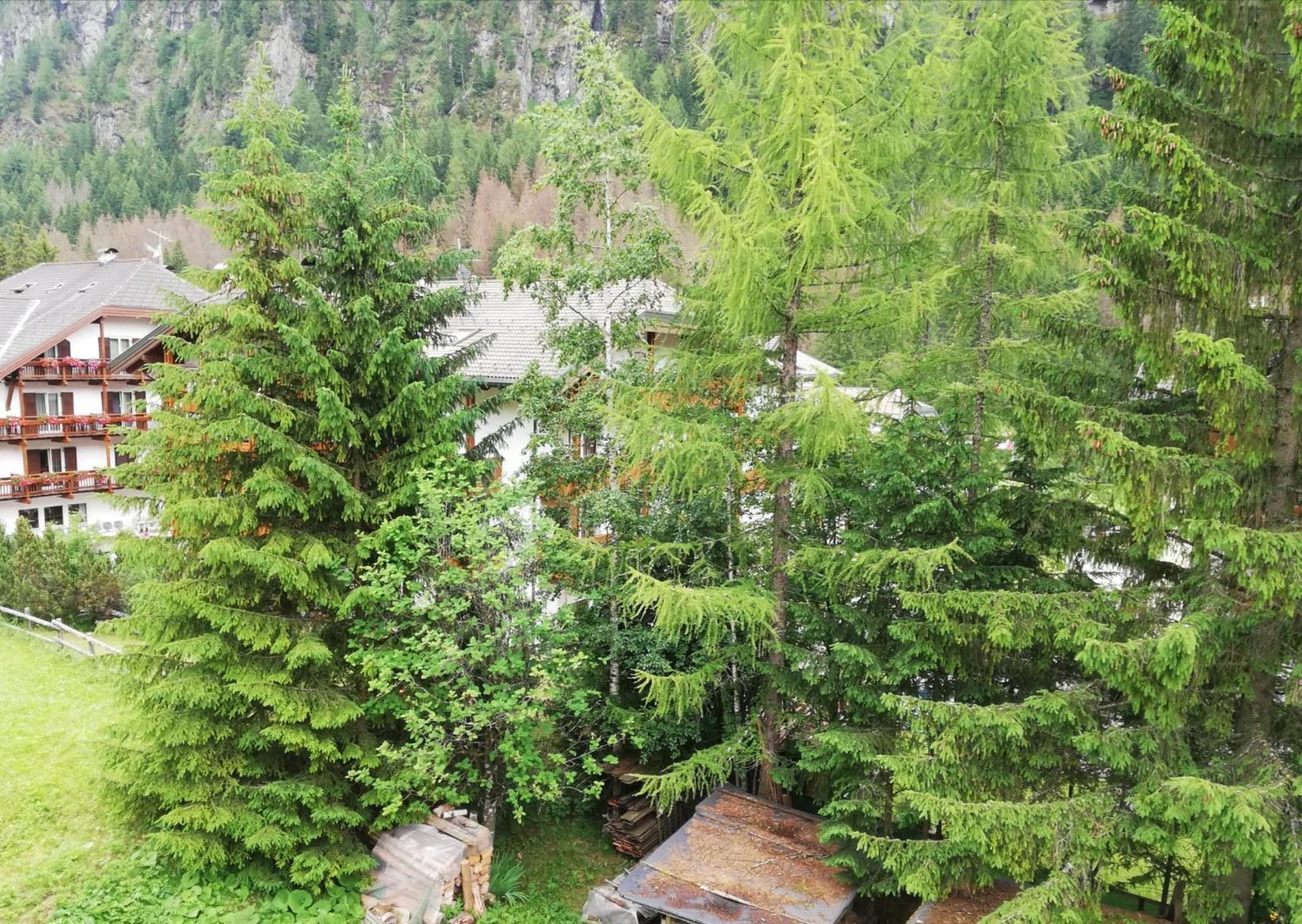 Cesa Pier Sellaronda Dolomiti Apartment Campitello di Fassa Bagian luar foto